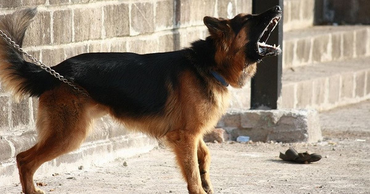 Anjing Herder Gigit Perempuan Pejalan Kaki di Semarang Sudah Disuntik Mati