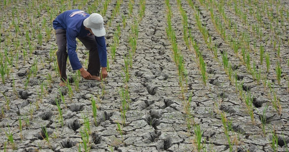 BMKG Ungkap 'Biang Kerok' Tujuh Provinsi di Indonesia Alami Kekeringan Ekstrem