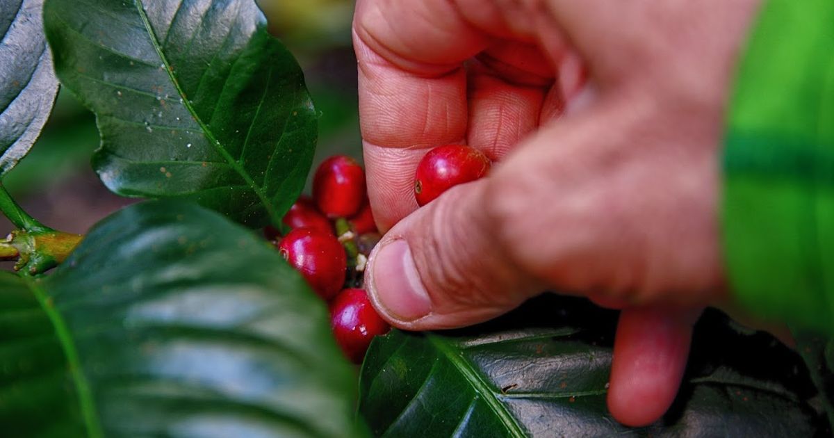 3 Fakta Situbondo Surganya Kopi dan Tembakau, Wisatawan Bisa Lihat Pengolahan Kopi dan Menikmati Pemandangan Indah