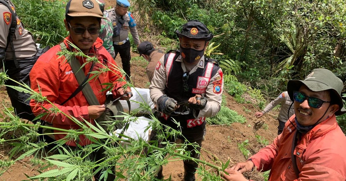 Penemuan Ladang Ganja di Lereng Gunung Semeru