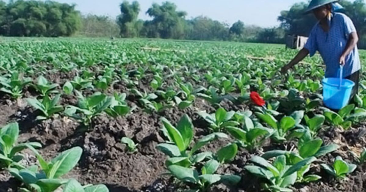 Petani Minta Pemerintah Kaji Ulang Aturan soal Tembakau, Ajak Industri Hulu Hingga Hilir