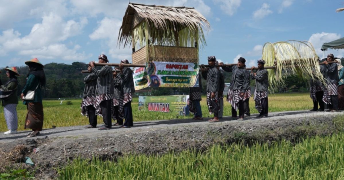 Melihat Tradisi Wiwitan Panen Padi di Jogja, Tetap Dilestarikan di Tengah Perkembangan Teknologi