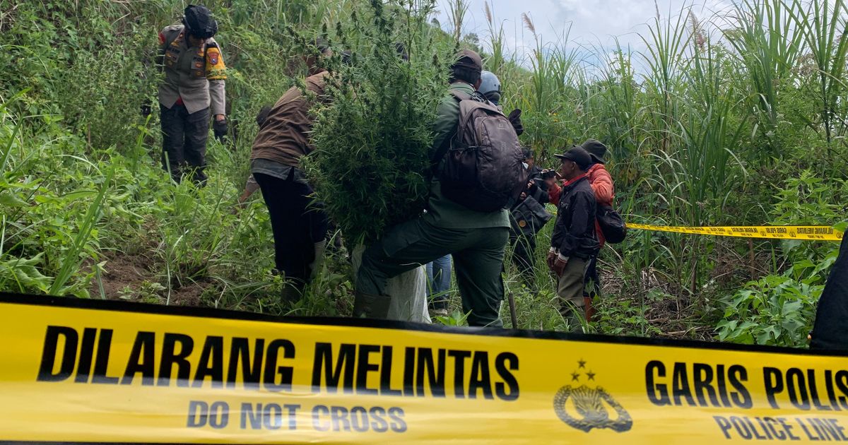 Nestapa Petani di Bromo, Diperintah Rawat Tanaman Ternyata Ladang Ganja Berujung Bui