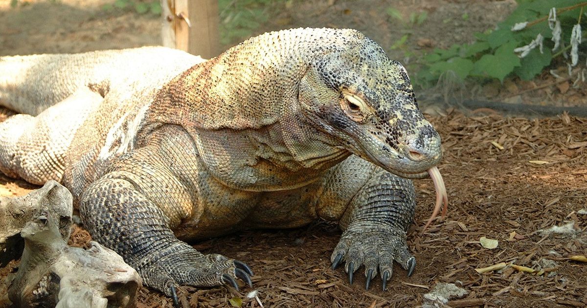 Fakta Komodo, Hewan Endemik Indonesia yang Terancam Punah