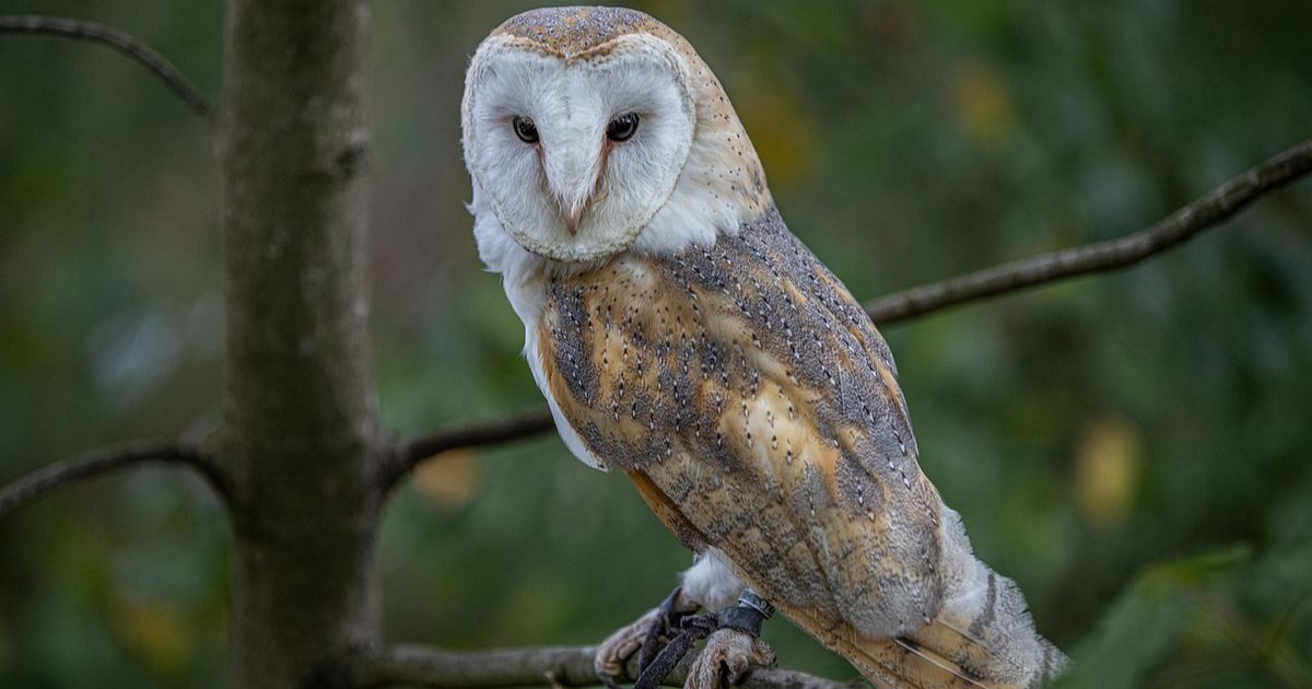 Viral Penemuan 10 Ekor Burung Hantu di Atap Ruang Kelas, Curi Perhatian