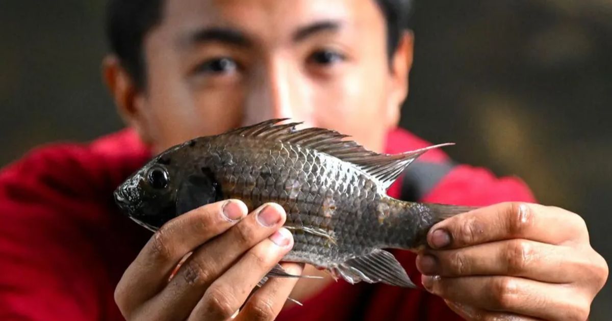 Thailand Panik, Serbuan Ikan 'Alien' Rusak Lingkungan dan Ekonomi, Sudah Menyebar di 17 Provinsi