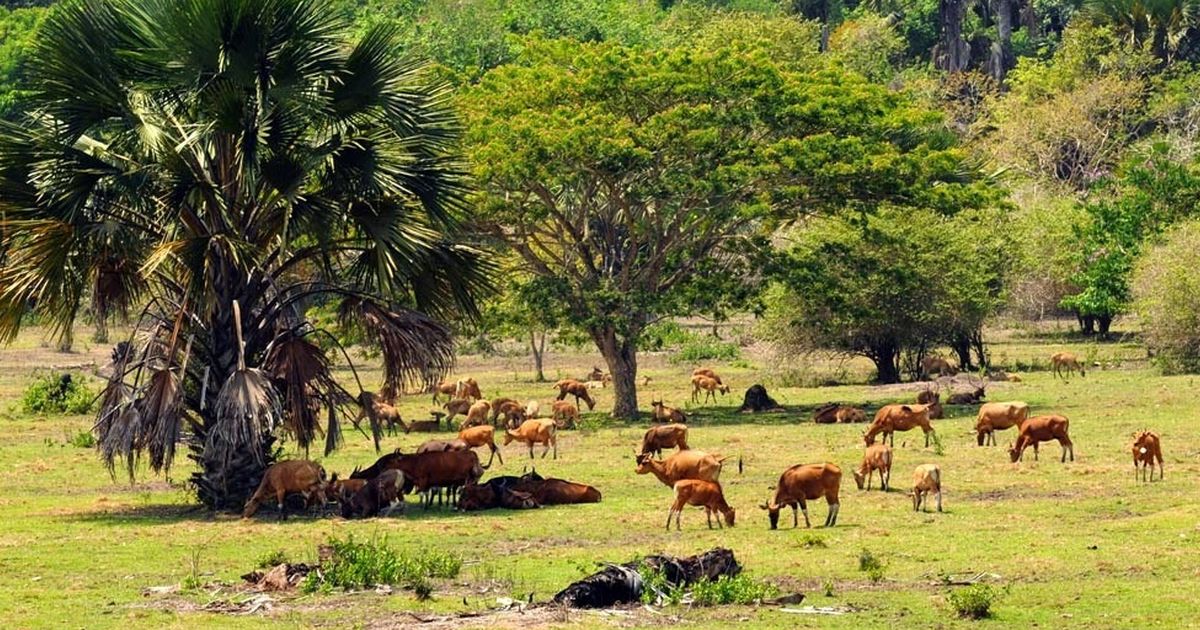 Sejarah Alas Purwo, Keadaan Biologis, dan Fakta Menariknya