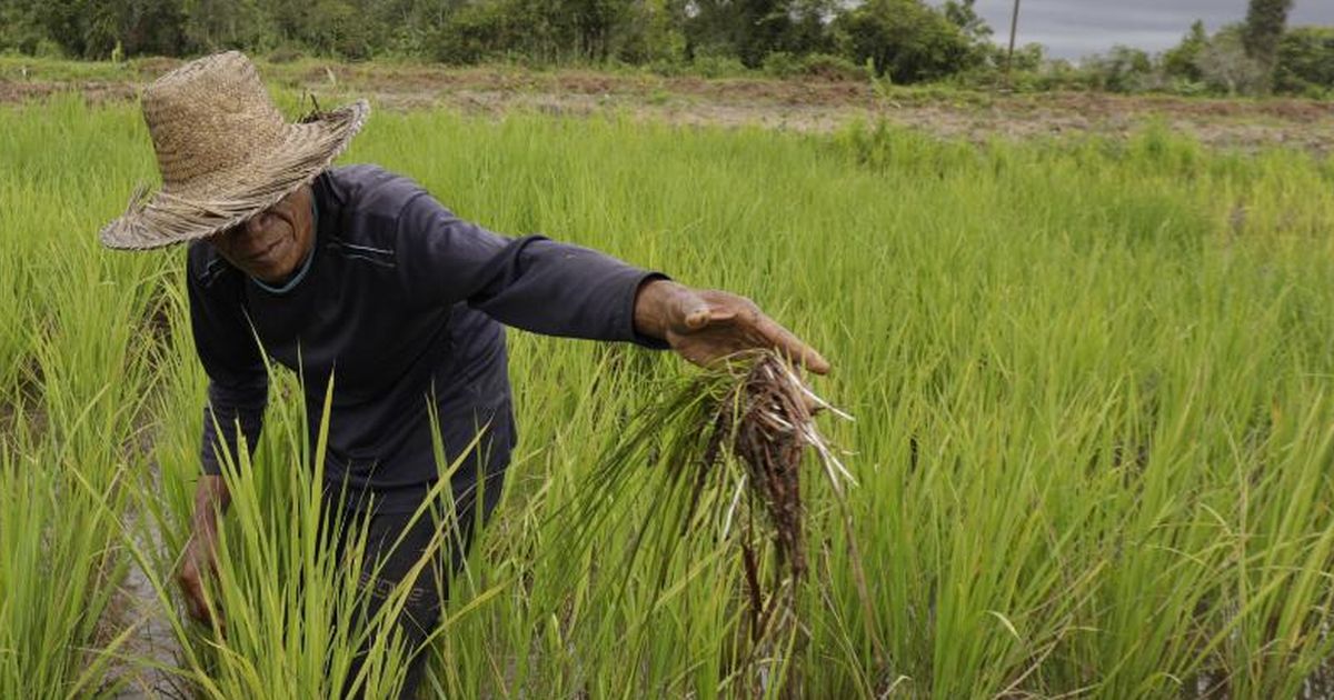 Wamentan Sudaryono: Pemerintah Berkomitmen Beri Perlindungan Petani Lewat AUTP