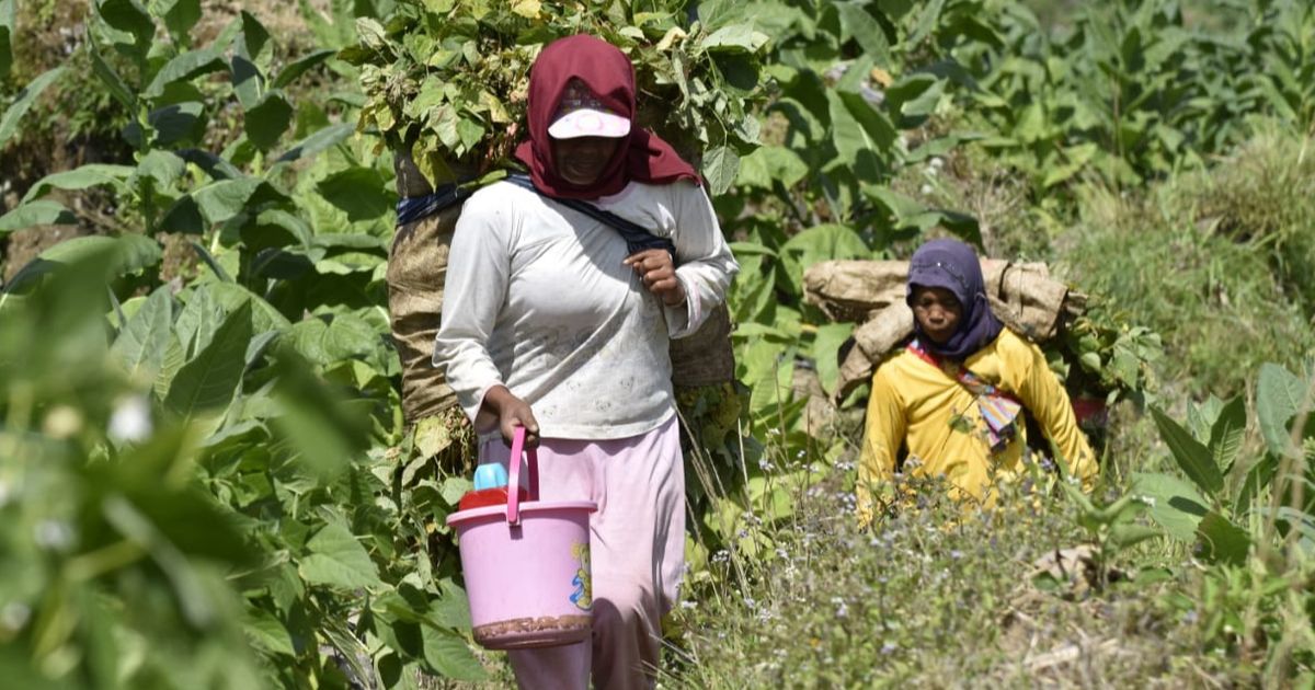 Ungkap Data, Kemenperin Khawatir Aturan Rokok Polos Tanpa Merek Picu PHK dan Rugikan Ekonomi RI