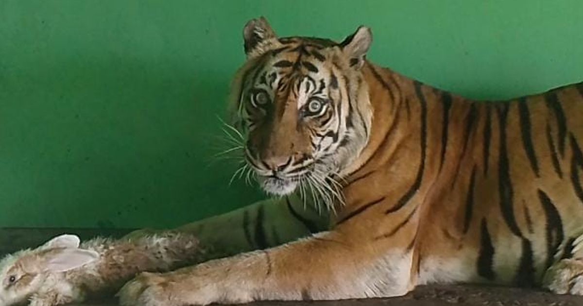 Harimau Sumatera Kembali Ditemukan Mati di Medan Zoo, Ada Benjolan Berisi Cairan di Hati