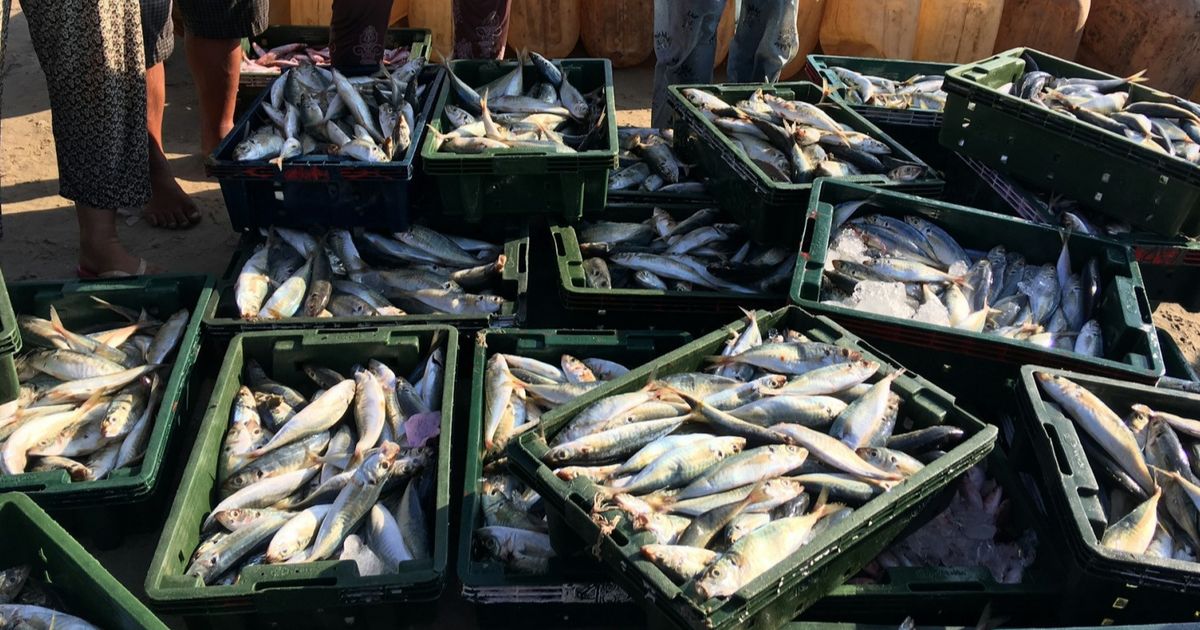 Dibanding Diolah Jadi Susu, Ikan Dianggap Lebih Baik Dijadikan Lauk