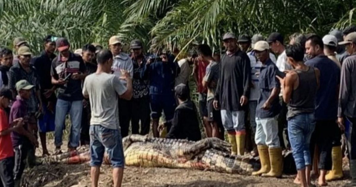 Kronologi Pemancing Diterkam Buaya Muara Besar di Rokan Hilir, Bagian Tubuhnya Sudah Tak Utuh