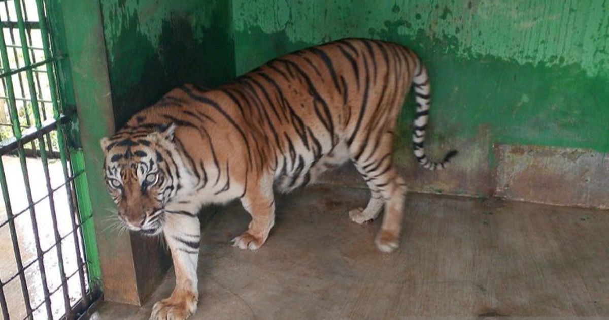 Harimau di Medan Zoo Mati, Total 6 Ekor Dalam 2 Tahun