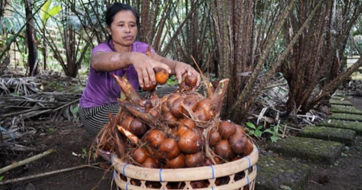 Membanggakan, FAO Tetapkan Agroforestri Salak Indonesia Sebagai Warisan Pertanian Dunia