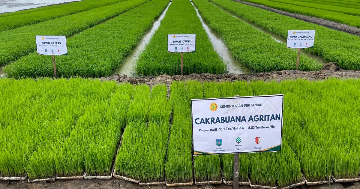 Hasil Survei Menunjukkan Lahan Cetak Sawah di Kabupaten Merauke Layak Tanam