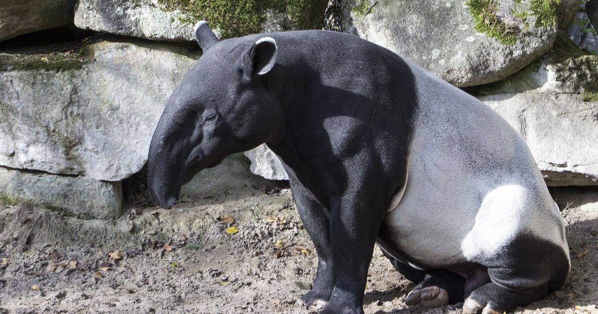 Tapir Raksasa Pernah Viral Masuk Lantai 2 Rumah Warga, Sering Dikira Babi Ngepet Ternyata Hewan Langka Asli Indonesia