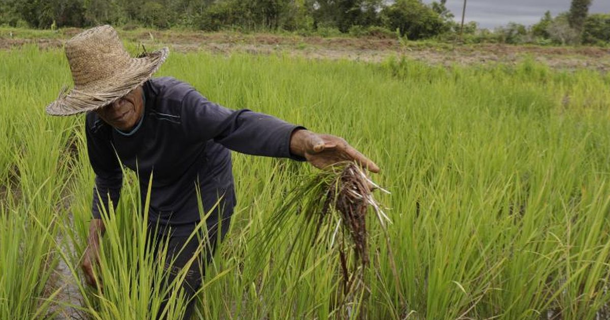 Membangun Kemandirian Sistem Pangan, Anggota DPR Herman Khaeron Serukan Diversifikasi Pangan