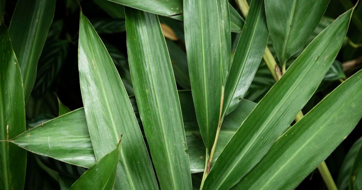 Rahasia Hijau dari Dapur: Manfaat Daun Pandan untuk Kesehatan dan Kecantikan