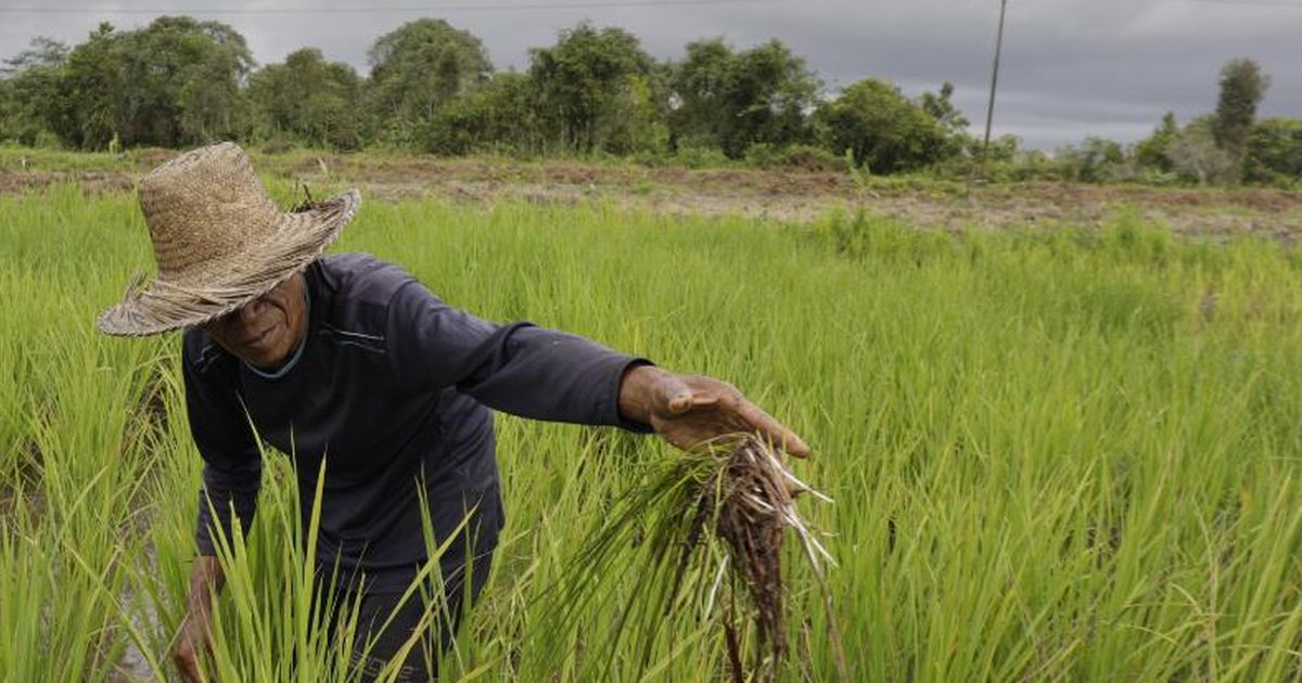 Miris! Gara-Gara Ini Pendapatan Petani di Indonesia Kurang dari Rp16.000 Sehari