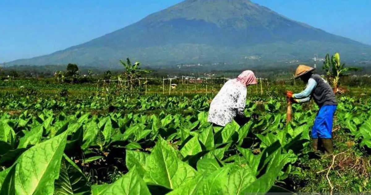 DPR Beberkan Dampak Buruk Wacana Aturan Kemasan Rokok Polos Tanpa Merek