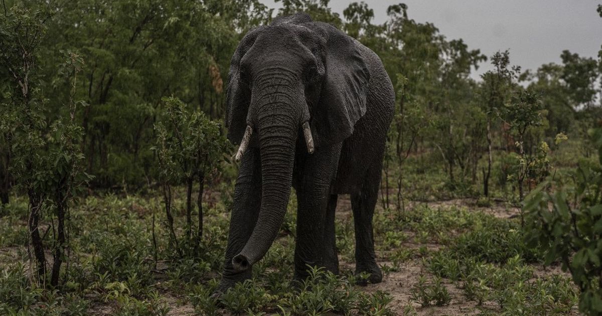 Kronologi Gajah di Bali Safari Ngamuk, Seruduk Pegawai Berkali-kali Hingga Tewas