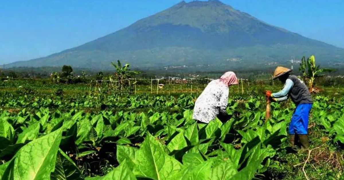 Industri Tembakau Bertahan di Tengah Gempuran Investasi Asing, DPR: Jangan Dianaktirikan dan Ditekan