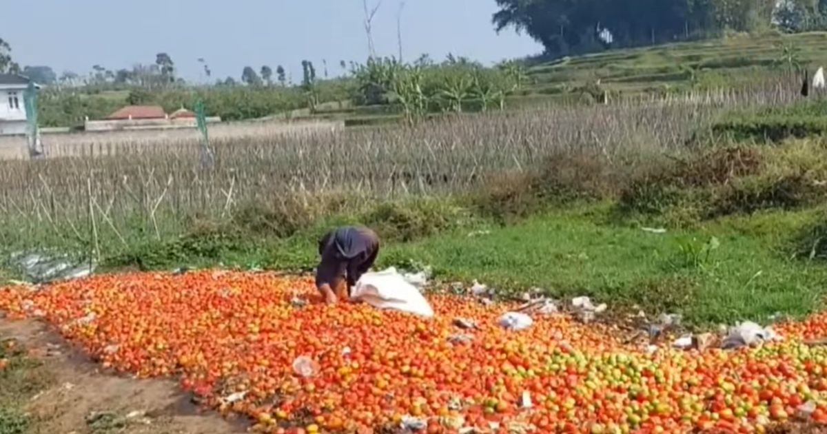 Hanya Terima Rp700 Per Kilogram, Petani Tomat di Garut 'Berduka' Buang Hasil Panen di Pinggir Jalan