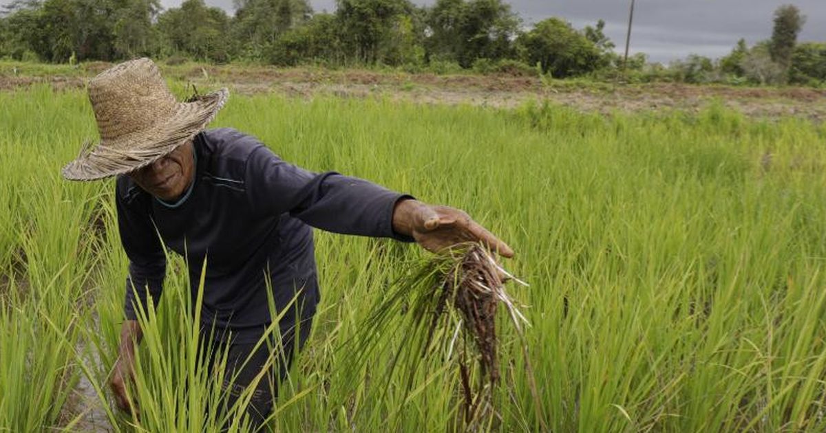 Dirut Pupuk Indonesia: Petani Milenial Pemegang Saham Utama Indonesia Emas 2045