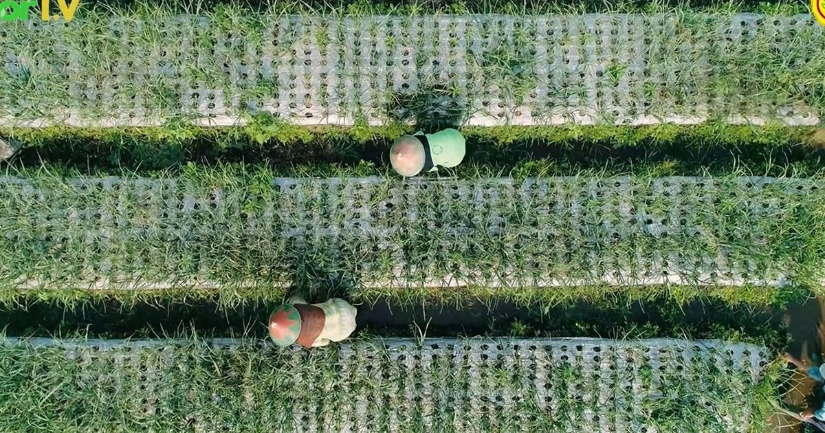 Kehidupan Para Petani Bawang Putih di Jateng, Masih Dikelola Tradisional Demi Hasil Panen Berkualitas