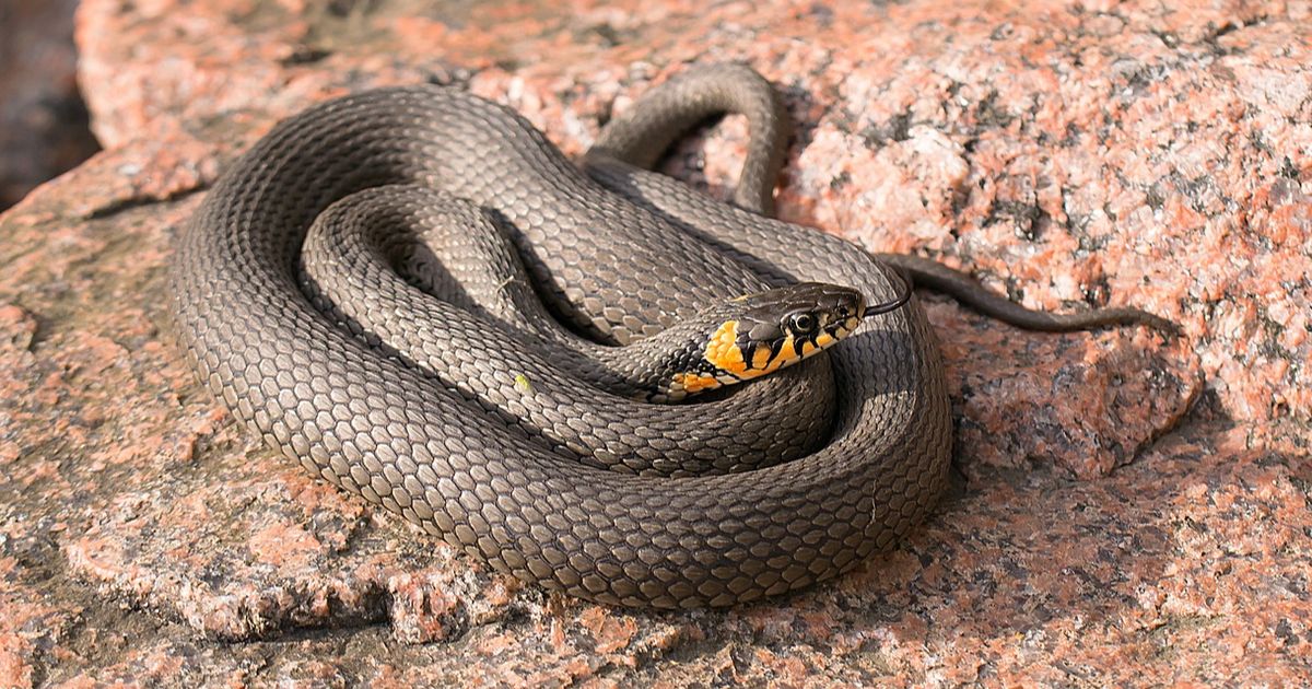 5 Mitos Kulit Ular dan Fakta Penjelasannya, Perlu Diketahui