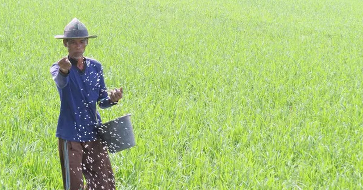 Petani Indonesia Tetap Miskin Meski Harga Pangan di Pasar Terus Naik, Pendapatan Setahun Cuma Rp5,4 Juta