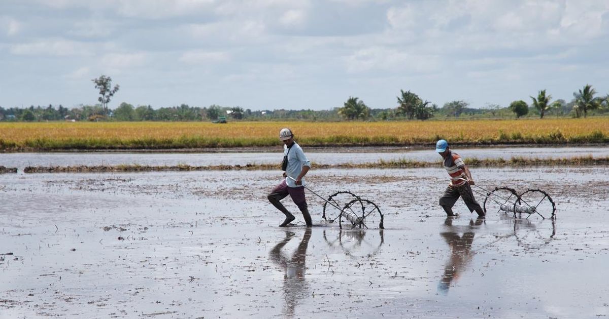 Kementan Rampungkan Opla Rawa 40 Ribu Ha di Merauke