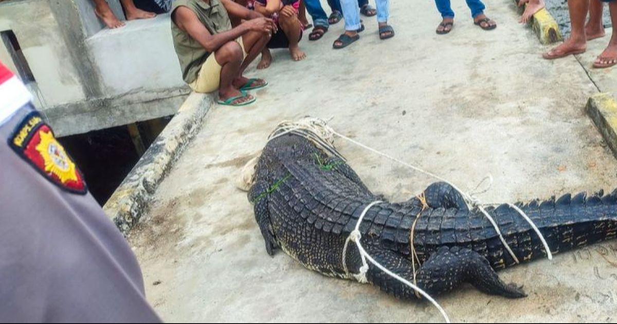 Ngeri Banget, Tiba-Tiba Buaya 4 Meter Masuk Perkampungan Warga