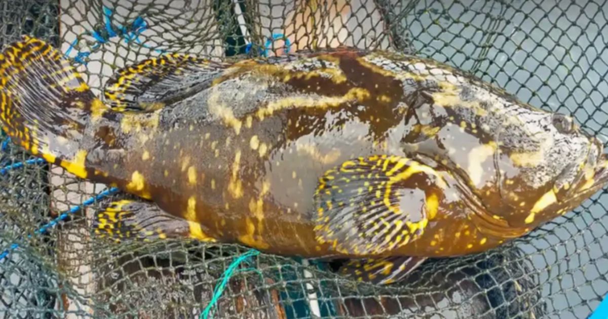 Mengenal Kampung Kerapu Lamongan, Gudangnya Ikan Segar yang Wajib Dikunjungi