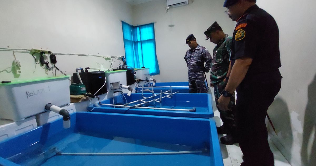 KKP Gagalkan Penyelundupan 2 Juta Benih Lobster, Nilainya Tembus Rp278 Miliar