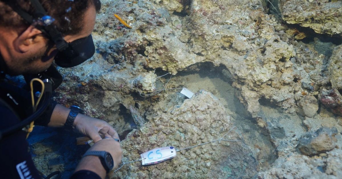 Menyelam Sampai 50 Meter, Arkeolog Temukan Belati Berlapis Perak Berusia 3.600 Tahun di Dalam Bangkai Kapal