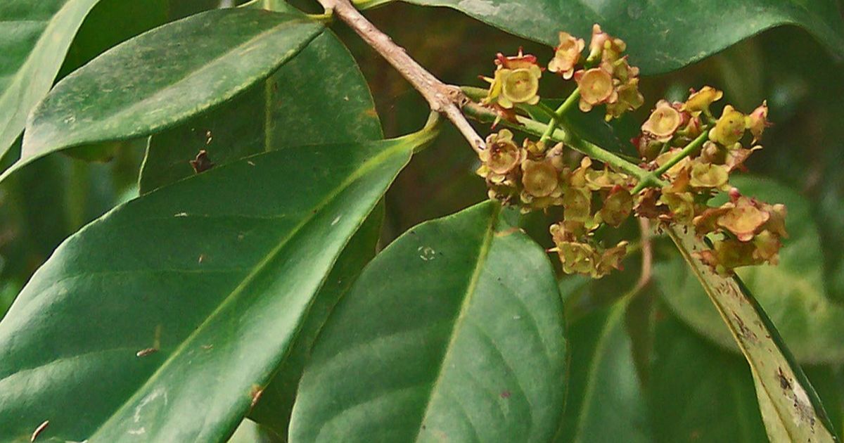 5 Manfaat Daun Salam untuk Wajah, Bantu Cegah Jerawat hingga Iritasi Kulit