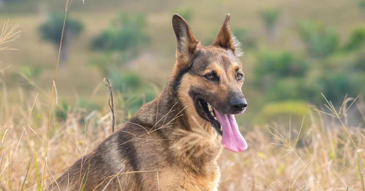 Doa Ketika Mendengar Anjing Menggonggong Tengah Malam, Umat Islam Harus Tahu