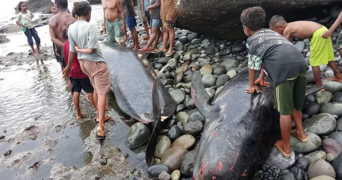 Puluhan Paus Pilot Mati Terdampar di Pantai Alor