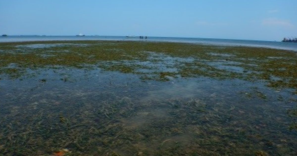 Mengenal Padang Lamun, Vegetasi Penjaga Ekosistem dari Erosi di Pesisir Pantai