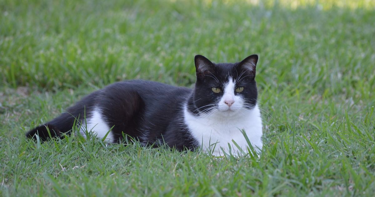 Mitos Dicakar Kucing yang Sering Dipercaya, Pertanda Musibah