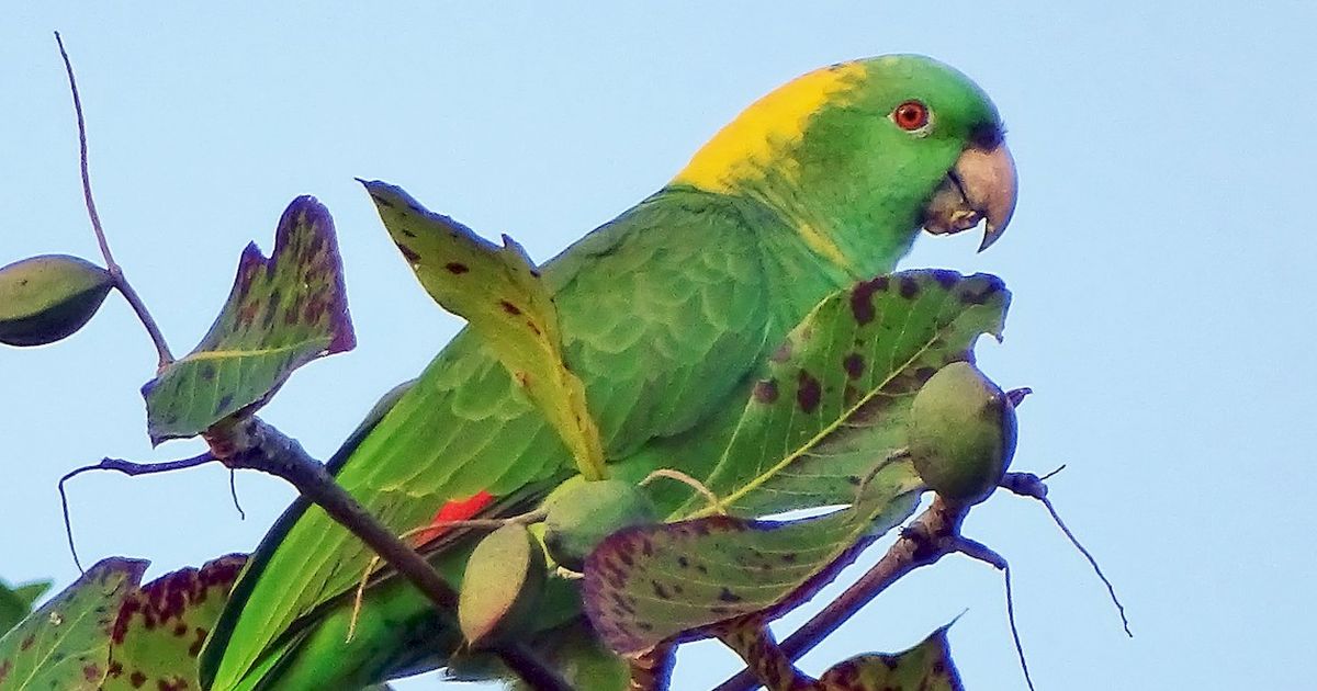 Ilmuwan Heran, Kicauan Burung Beo Amazon Berubah Setelah 20 Tahun Diteliti, Ternyata Ini Penyebabnya