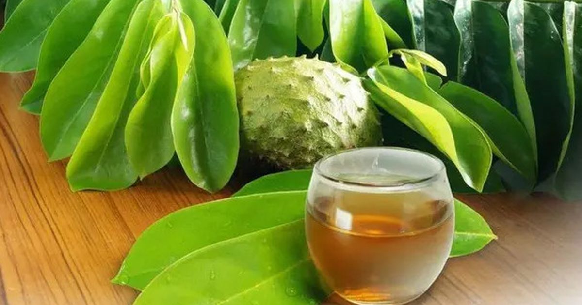 Cara Merebus Daun Sirsak buat Diminum, Ampuh untuk Menurunkan Kolesterol