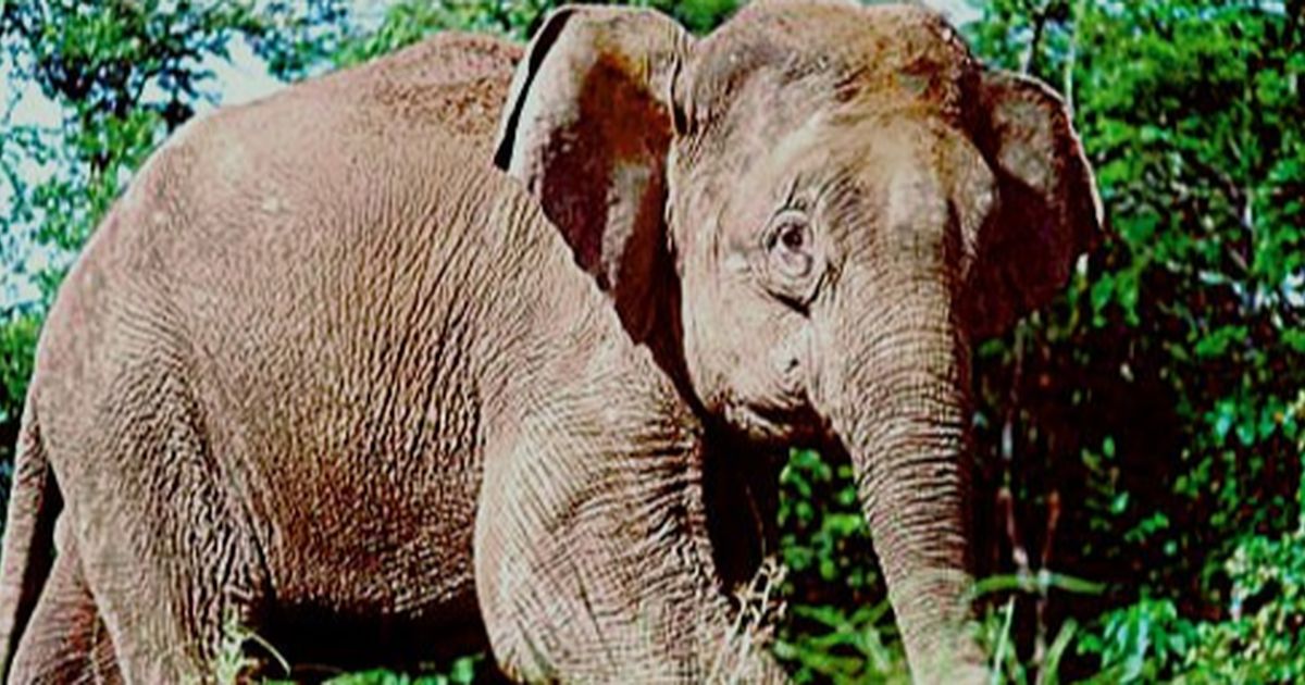 Mengapa Gajah di Kalimantan Berbadan Kecil? Ini Penjelasannya