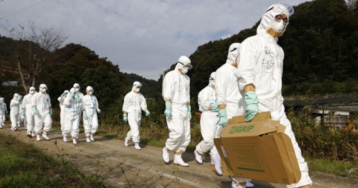 Jepang Musnahkan 50.000 Ekor Ayam Setelah Wabah Flu Burung Merebak