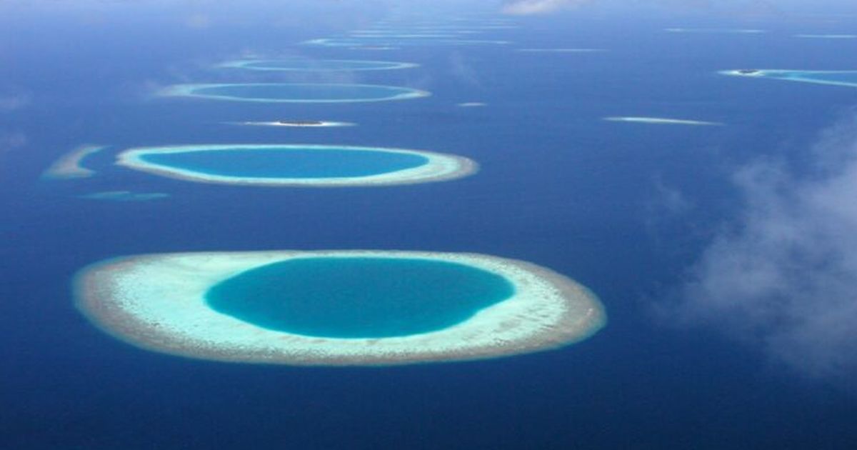 Ilmuwan Temukan Hutan Amazon di Bawah Laut Indonesia, Membentang Sampai 6 Negara