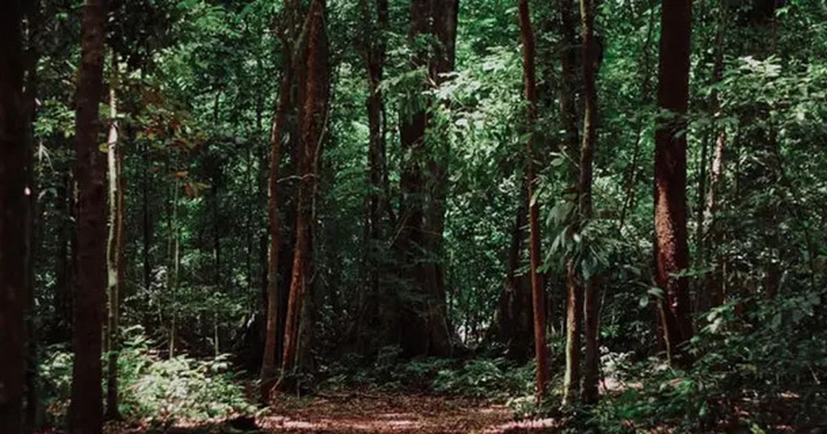 20 Juta Hektare Hutan Dibabat untuk Ketahanan Pangan Perparah Perubahan Iklim, ini Solusi Alternatifnya