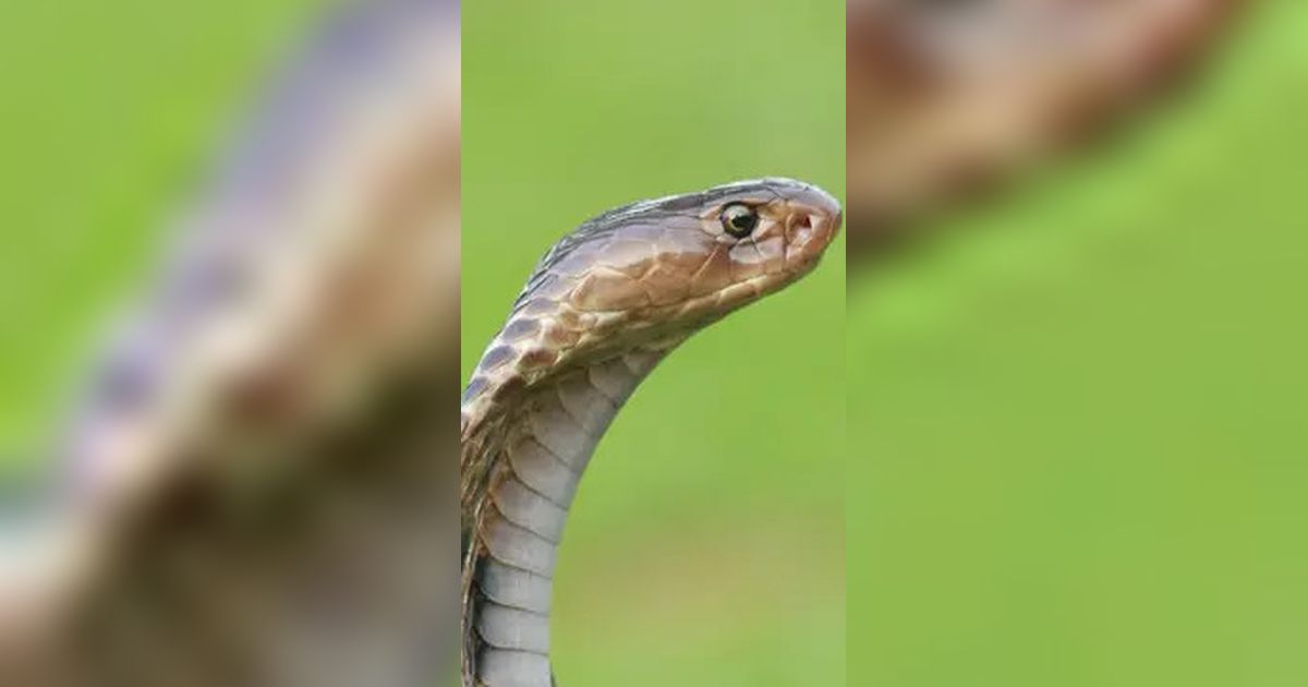 7 Langkah Efektif Cegah Ular Kobra Masuk Pekarangan Rumah Lewat Penataan Kebun