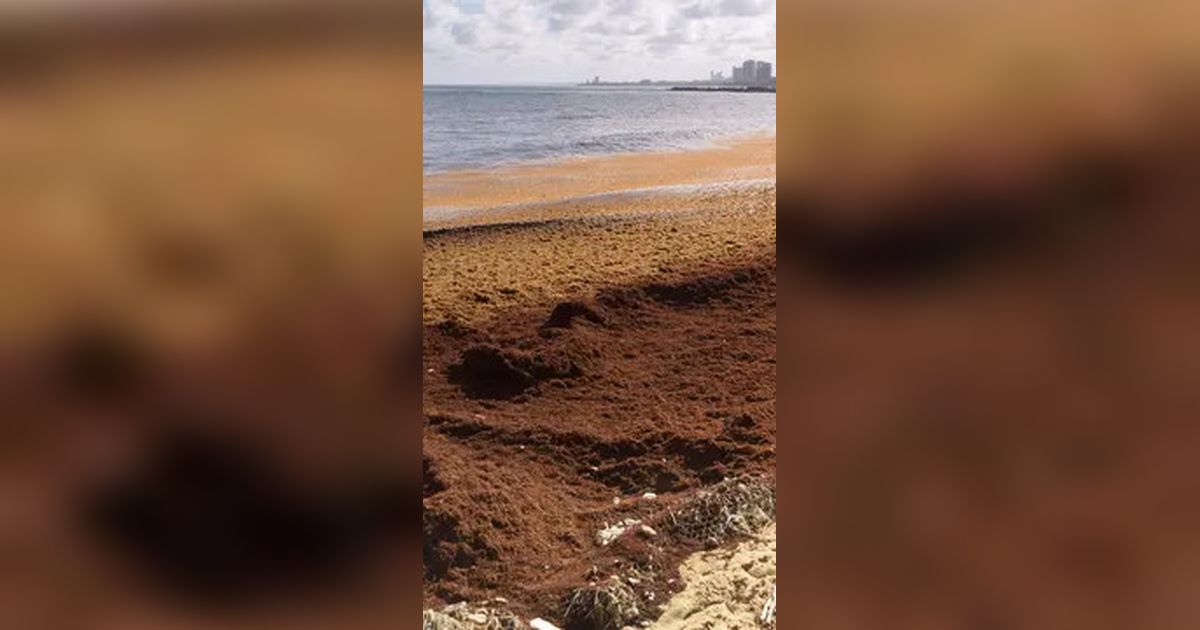 Peneliti Ungkap Makhluk Laut Ini Terlihat dari Luar Angkasa