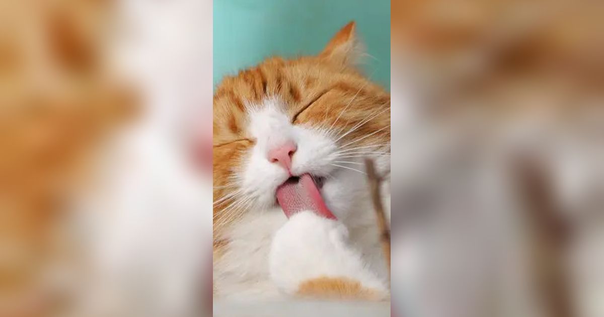 9 Tanda-Tanda Rabies pada Kucing: Pahami Diagnosis dan Cara Pencegahannya